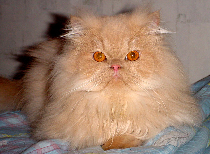 Максимилиан кот
