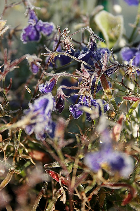 november ice flower