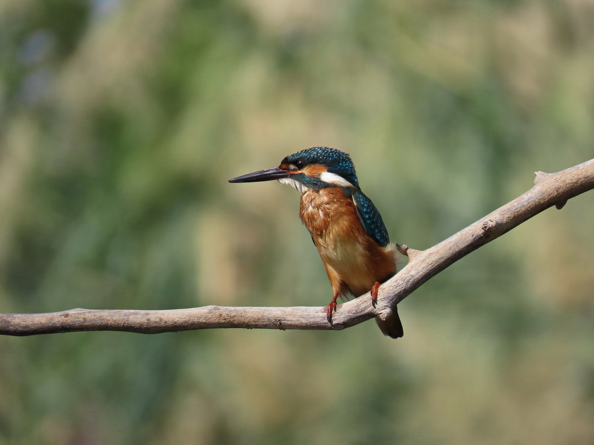Обыкновенный зимородок (Common Kingfisher) птица