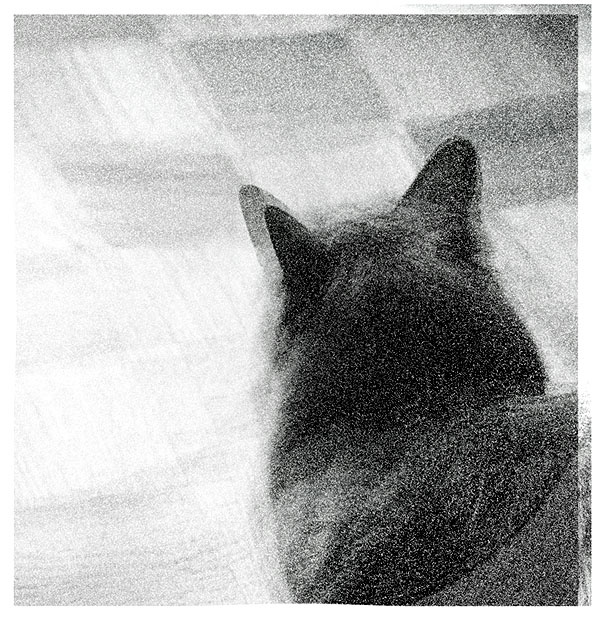 ход котом 