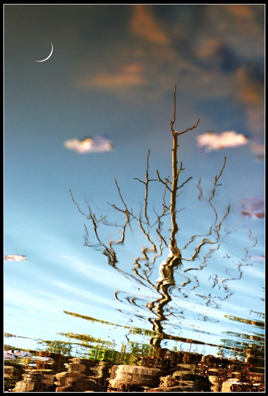Double reality вода, дерево, луна