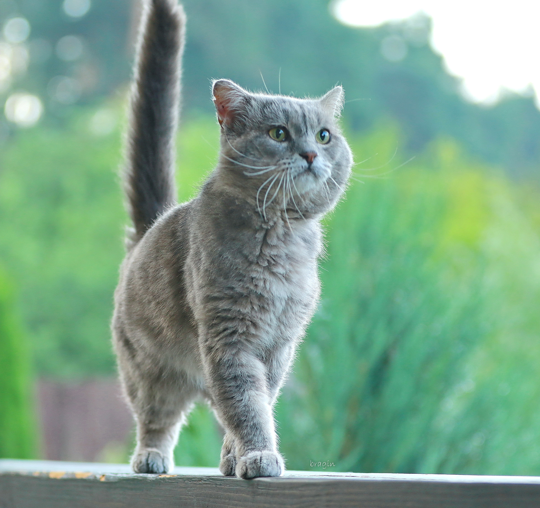 Вот и царь  зверей ... животные котэ кот любимец царь