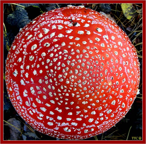 Красная Шапочка - 2 Гриб, с, красной, шапочкой, =, мухомор, ;)