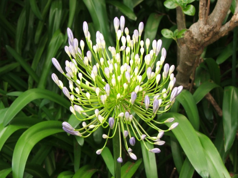 flower 