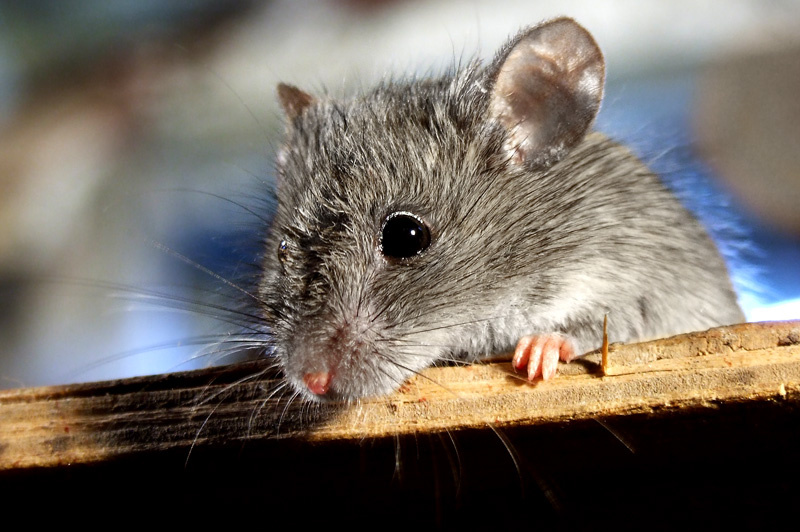 mouse mouse мышь