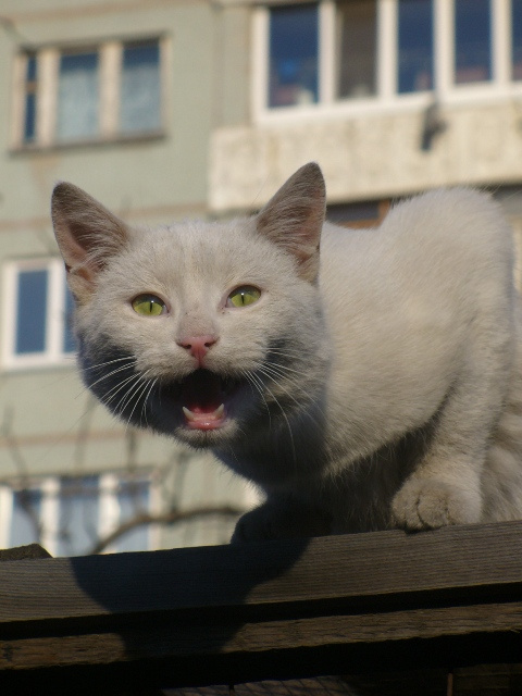 Крик базарного кота кошка, кот, пусичка
