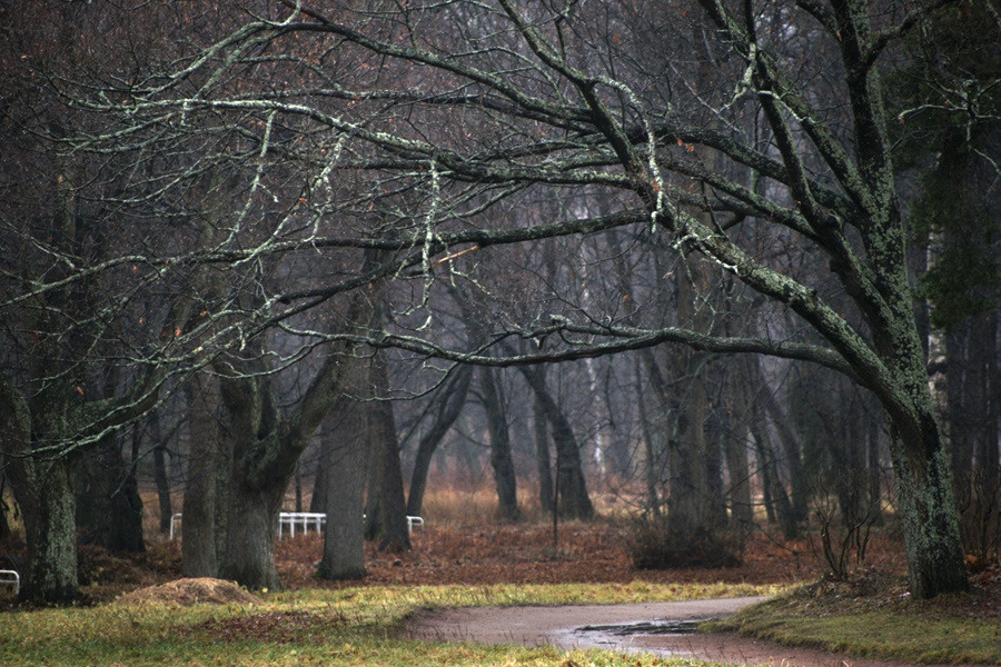 *** осень, парк, деревья
