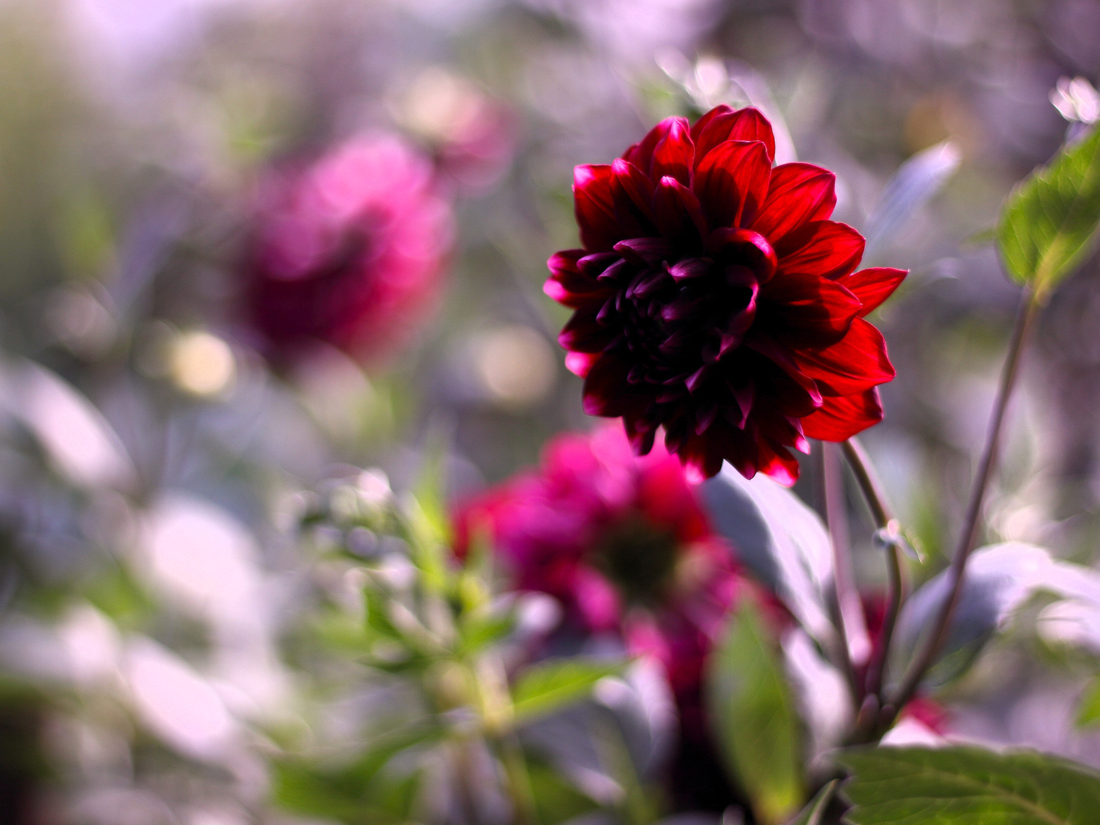 Dahlia георгин