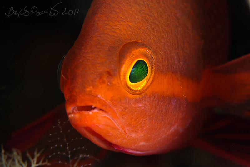 молодой антиас orange fairy basslet окунь антиас Мальдивы Maldives