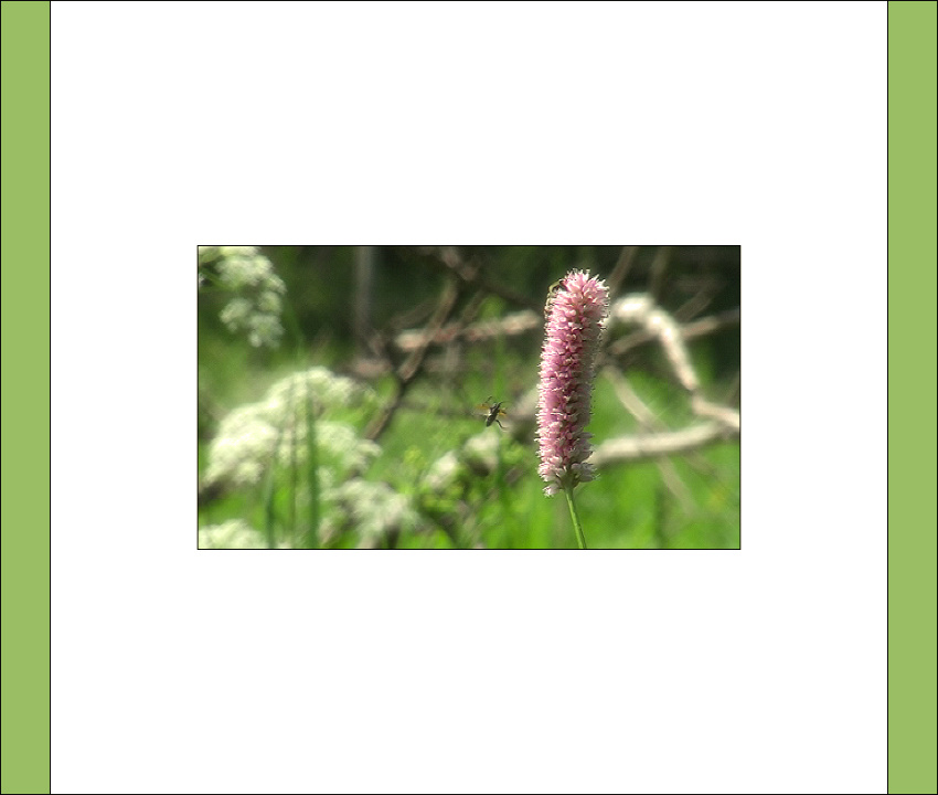 16:9 | new life format cine