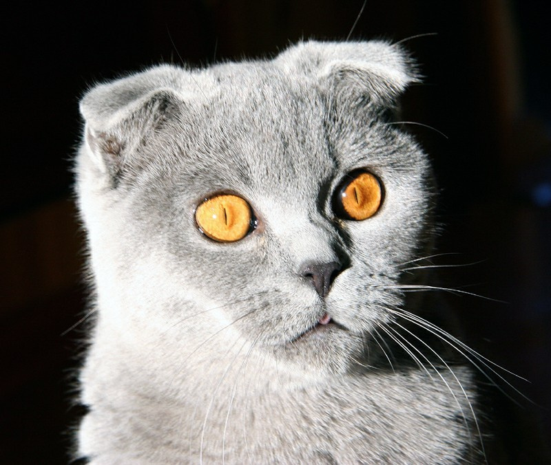 Эм... кошка