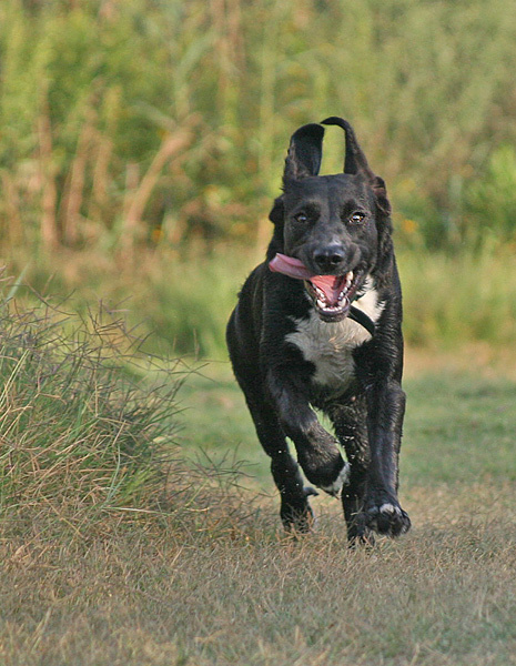 My dear dog 
