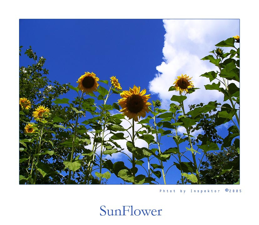 SunFlower подсолнух