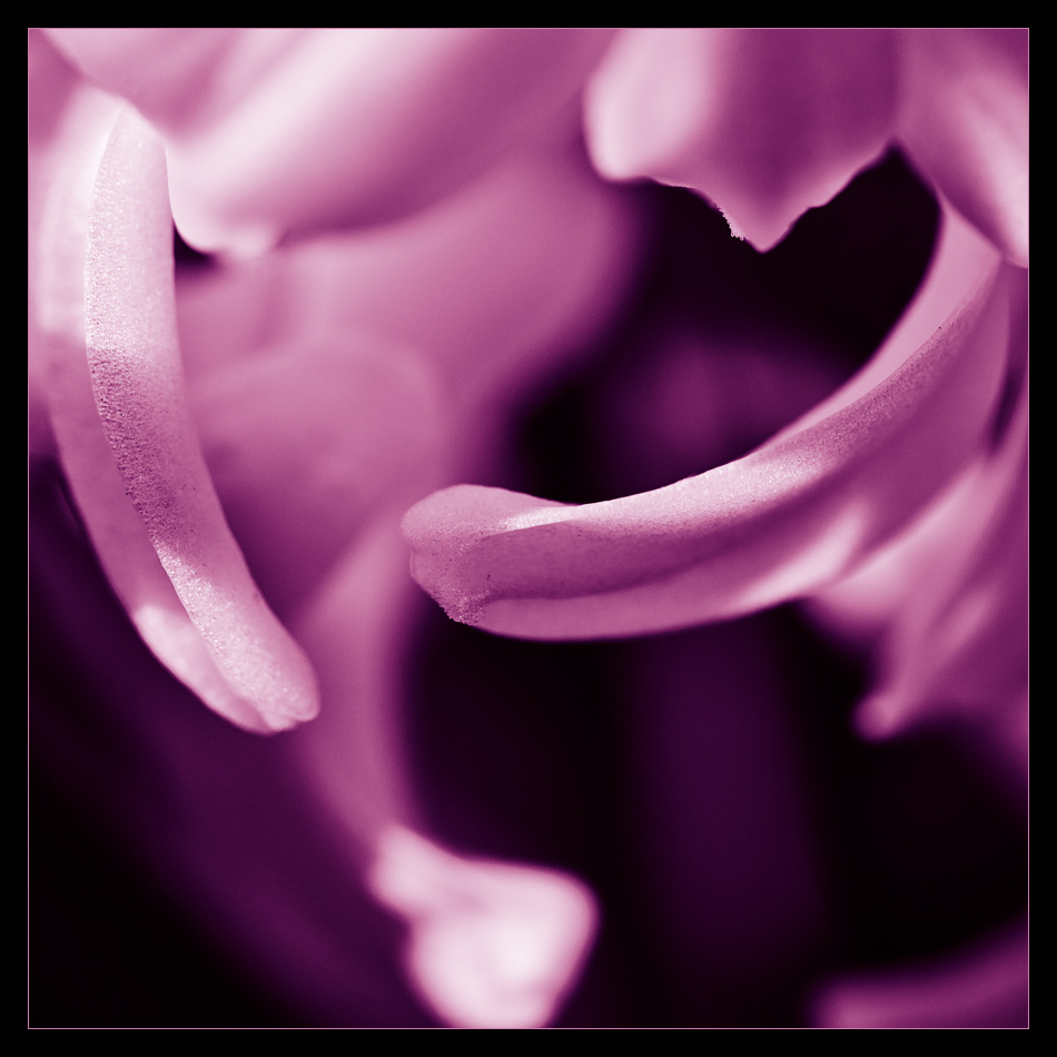 another dream flower art