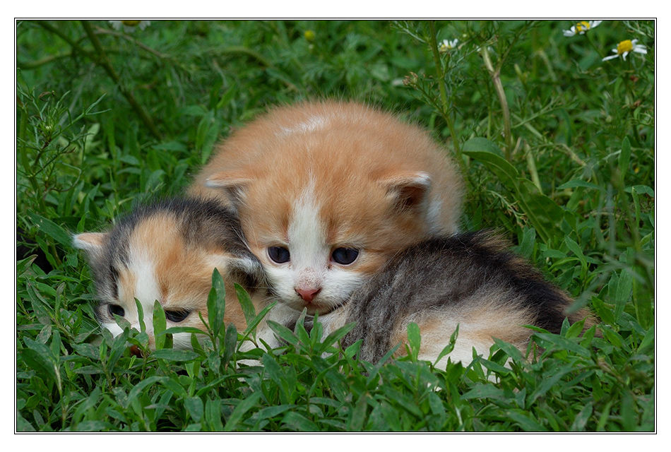 думы .. котята