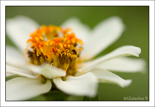 White Castle flower macro white
