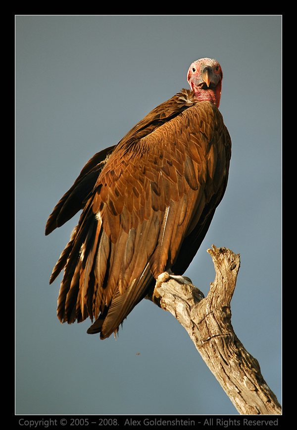 Африканский Ушастый гриф. Африка, Кения, Ушастый, гриф, (Torgos, tracheliotus)