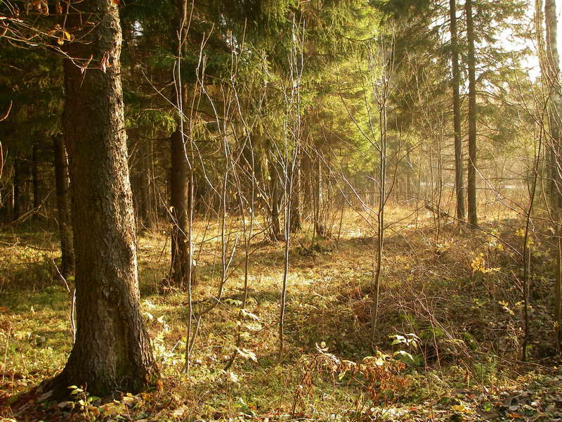 Золотая сказка Лес, осень