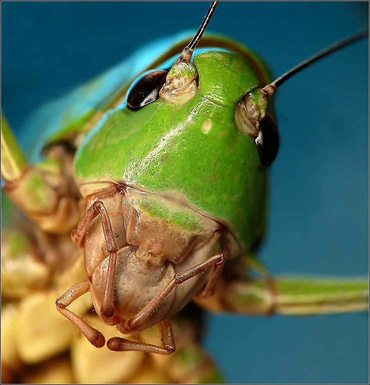 alien 