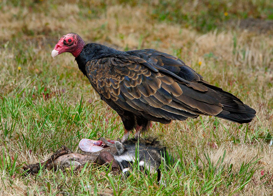 Такова жизнь Гриф-индейка, Cathartes aura, Turkey Vulture, Fort Ross area, California