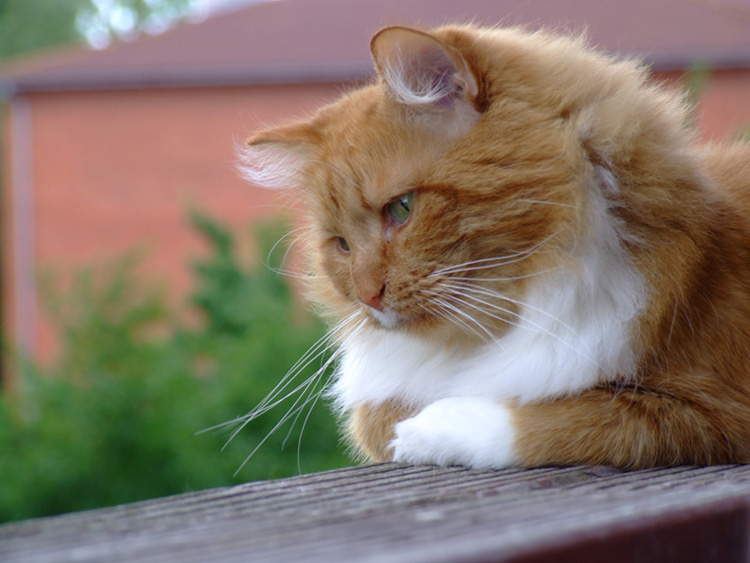 Баксик кот, баксик, рыжий