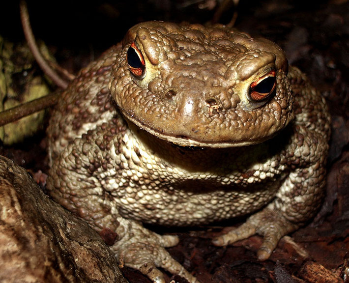 Наиглавнейший министр Абаж Bufo bufo