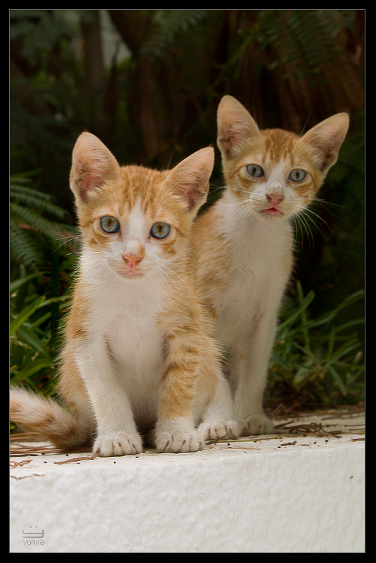 беспризорники  ,,,^_^,,, кот
