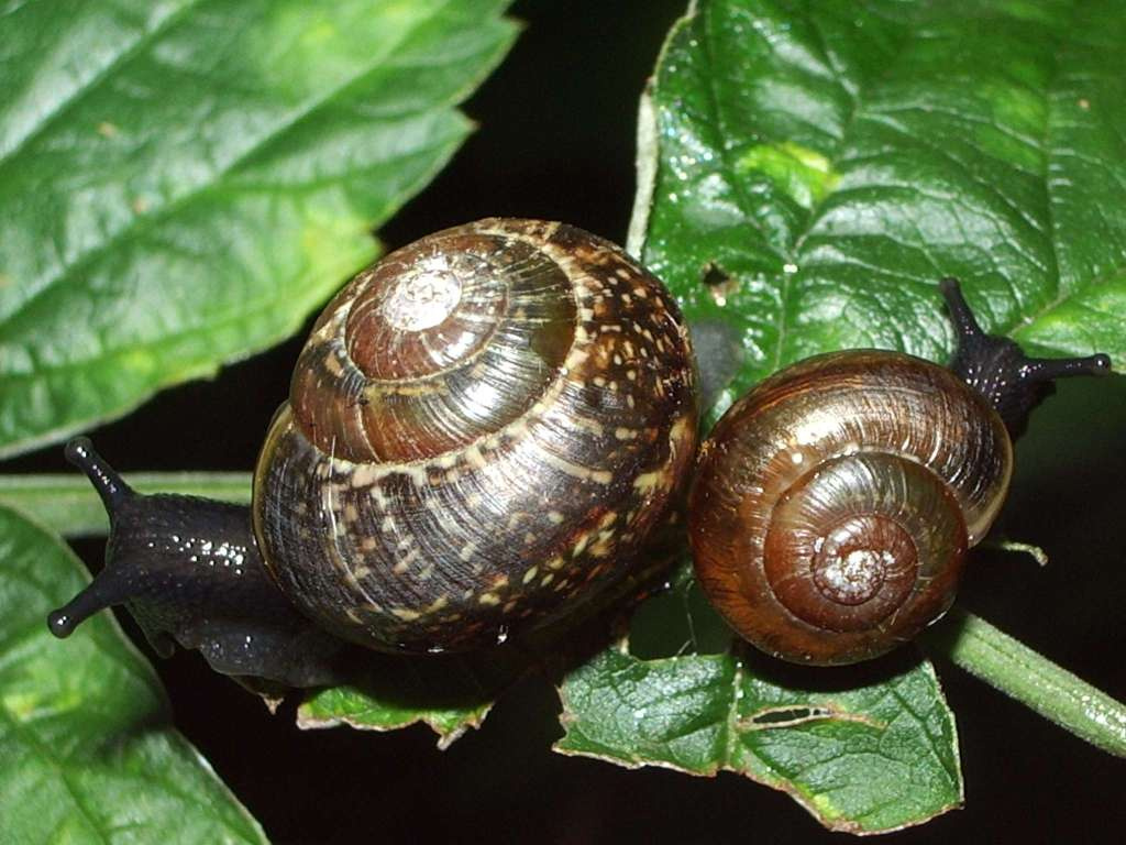 изгибы улитка snail