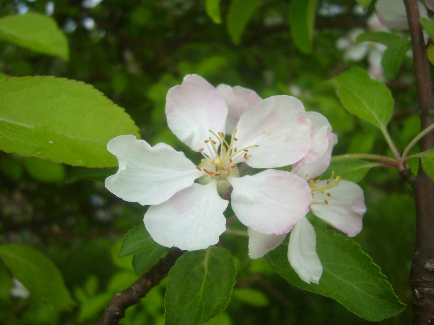 Apple tree 