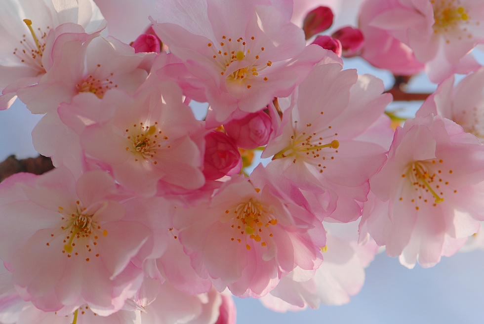Розовое облако розовые деревья prunus март цветы облако