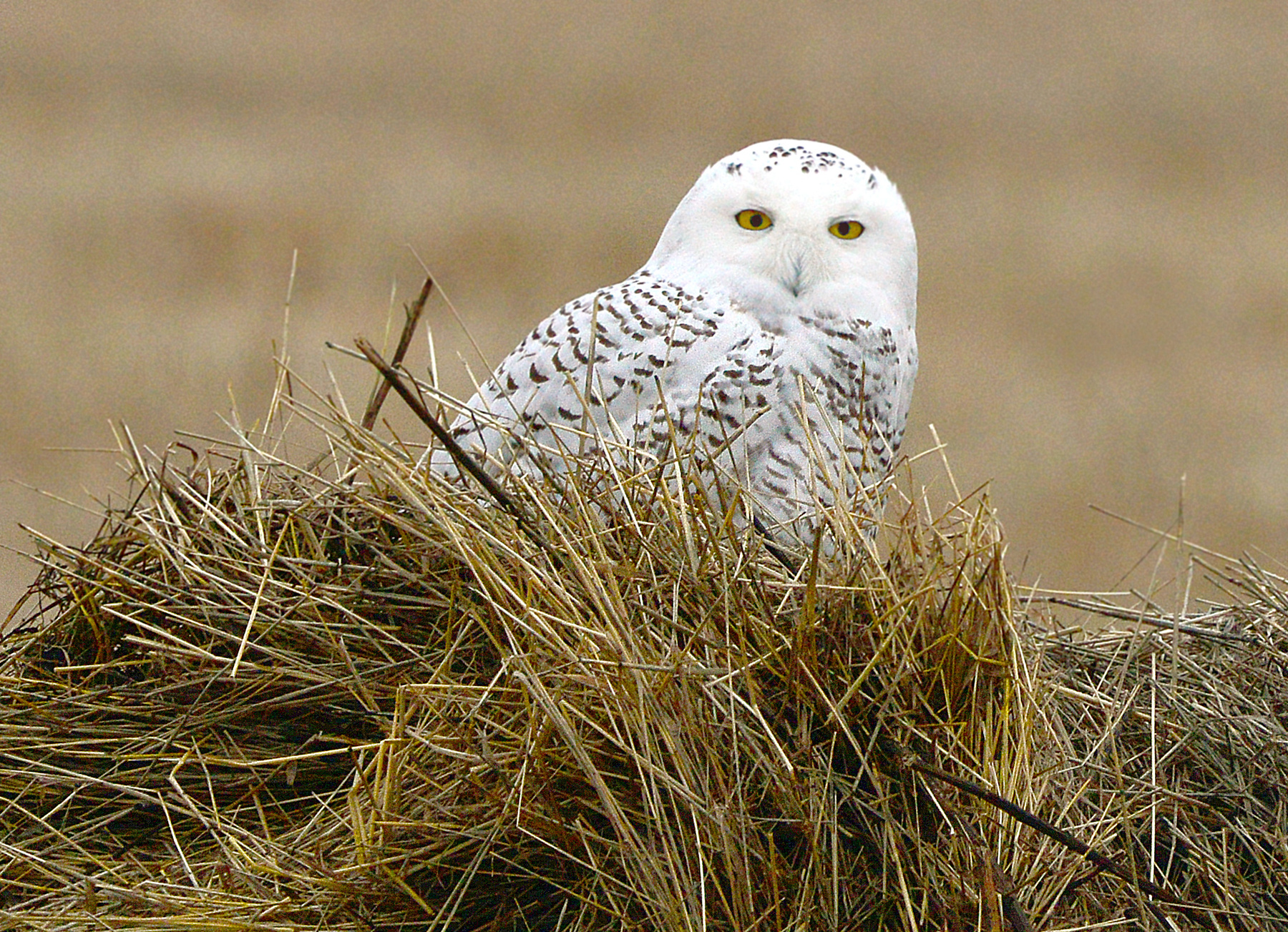Snowy Owl  Гостья с Севера 