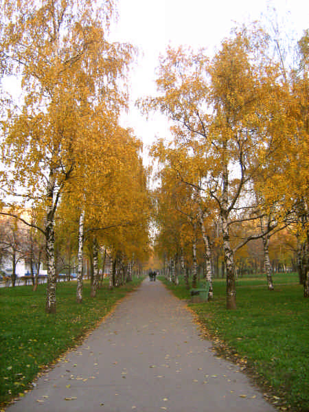 Дорожка в осень осень дорожка