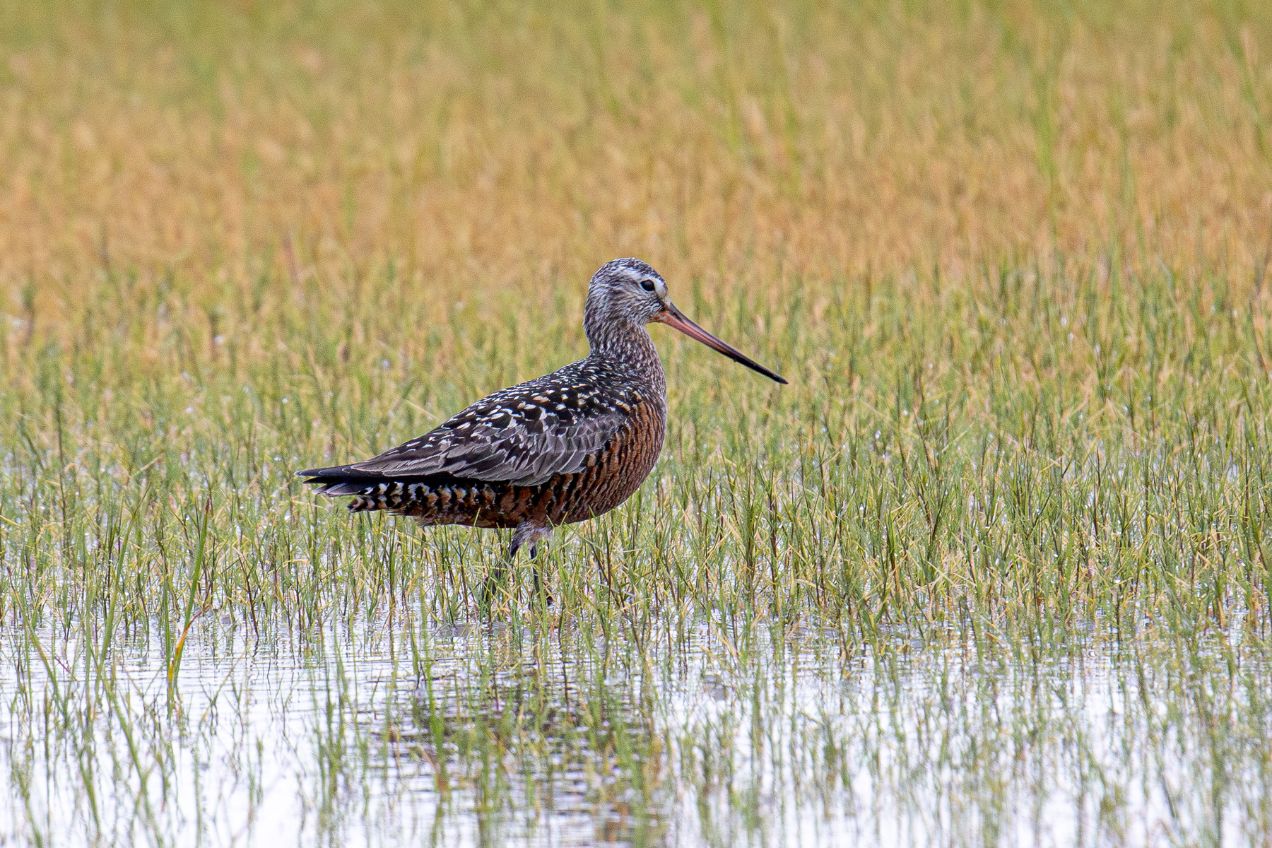 Веретенник Канадский веретенник Hudsonian Godwit Limosa haemastica Linnaeus C 1758