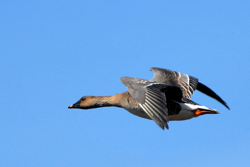 Редкий гусь Гуменник, Anser fabalis, Bean Goose, Tobseda, Barents Sea, Arctic