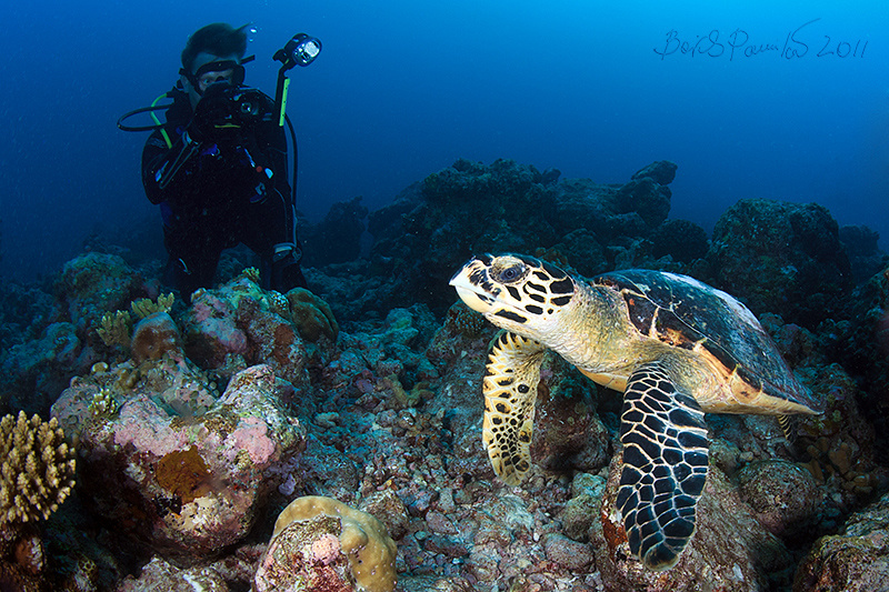 бисса & фотограф бисса каретта Мальдивы дайвер Hawksbill turtle черепаха Maldives anion