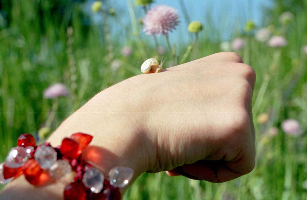 Улитка природа, улитка, ручка, рука, украшения, цветы, лето, красота