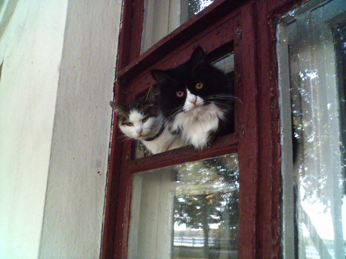 вам кого? окно первого этажа, набережная, коты