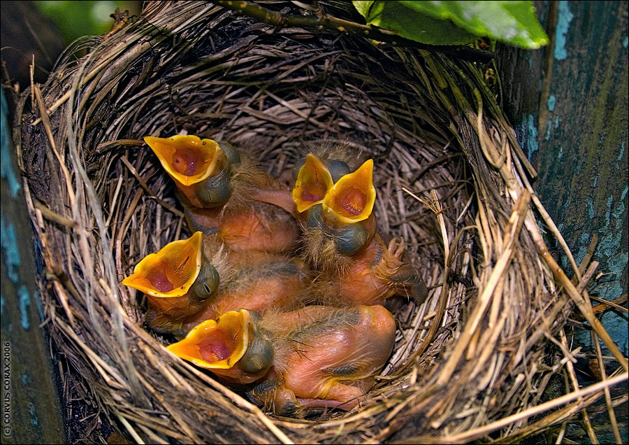 Две недели из жизни белобровиков. 5 - Голодные малыши. Белобровик, Turdus, iliacus