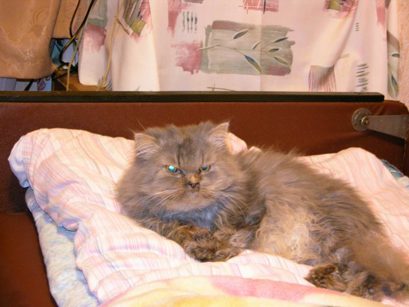 Никита кот