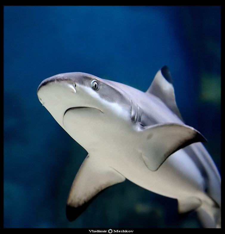 ms. Shark ! 