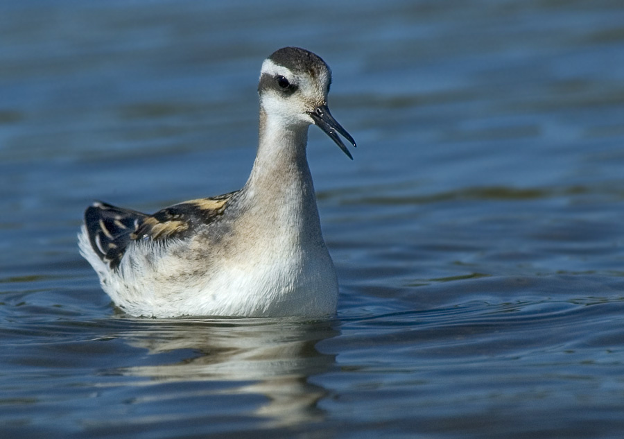 Плавунчик плавучий Круглоносый плавунчик, Red-necked Phalarope, Phalaropus lobatus