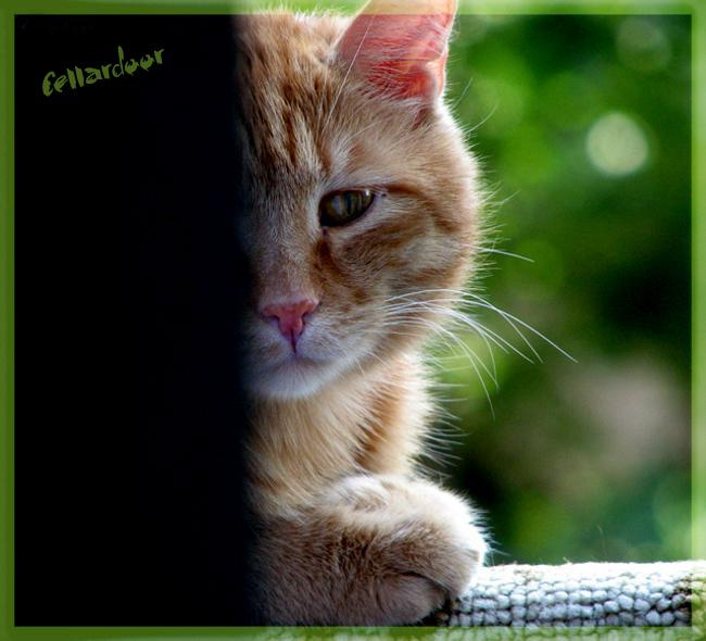 *** Кот Рыжка