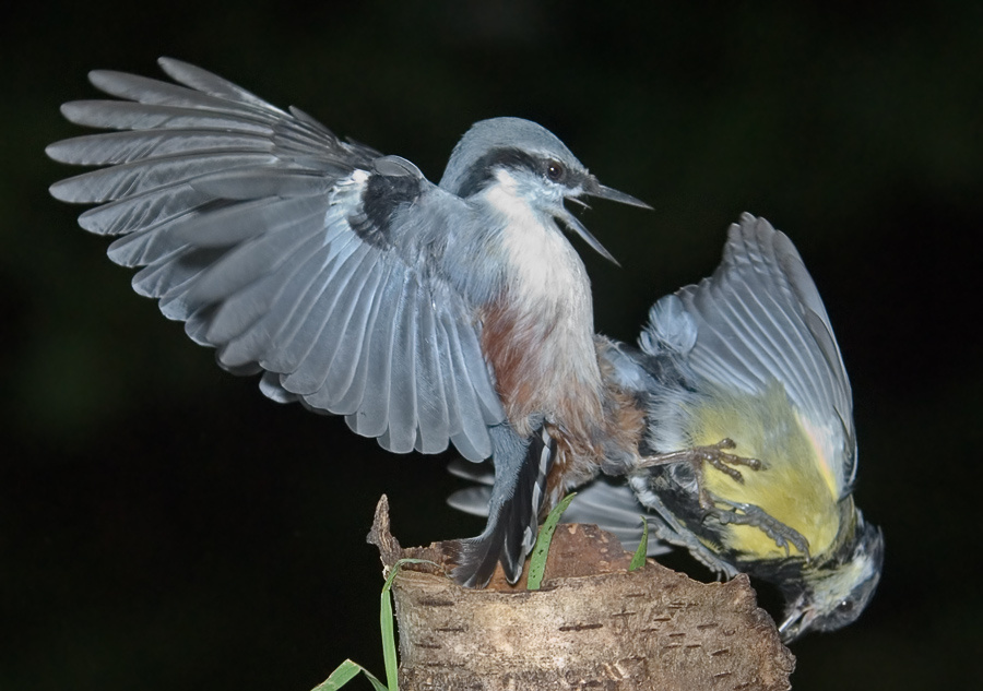 Воинственный Обыкновенный поползень, Nuthatch, Sitta europea. Большая синица, Great Tit, Parus major. Драка