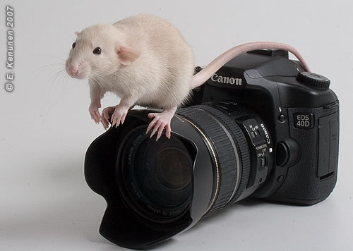 ...и птичка вылетает крыса фотоаппарат Canon