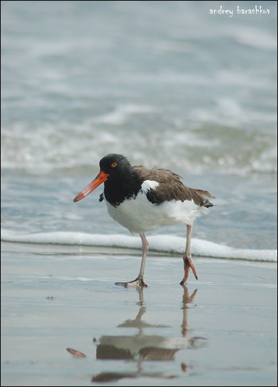 American Oystercatcher Oystercatcher