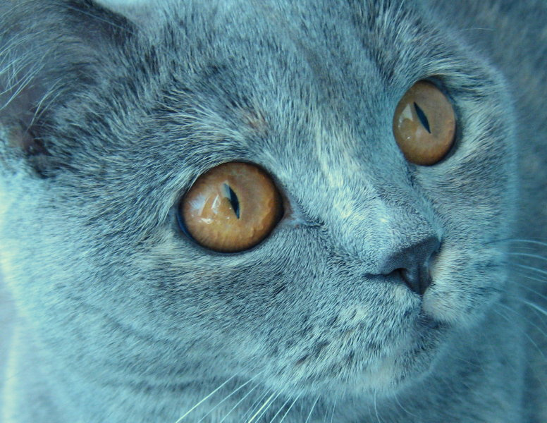 Портрет кошка животные \\\\\\\"котомафия\\\\\\\"