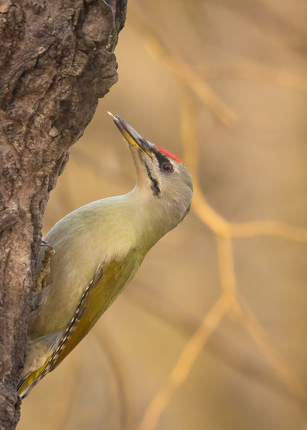 Gray-headed Woodpecker 