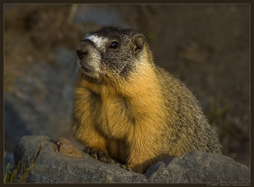 Groundhog Marmot,  Groundhog, сурок