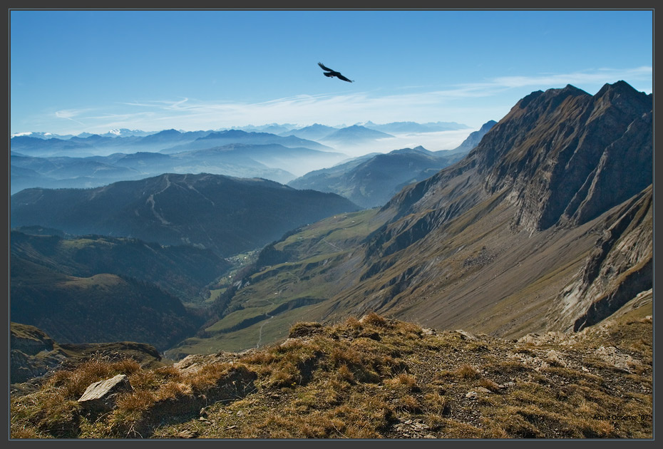 L`oiseau 
