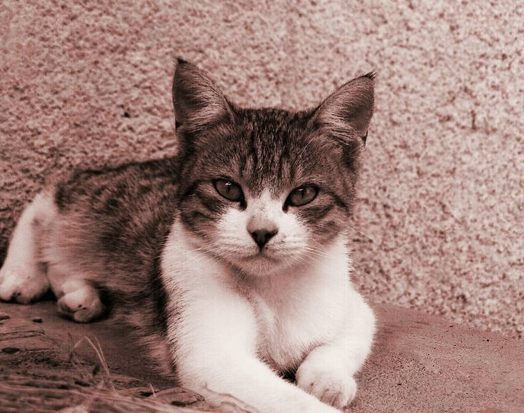 Портрет кошка
